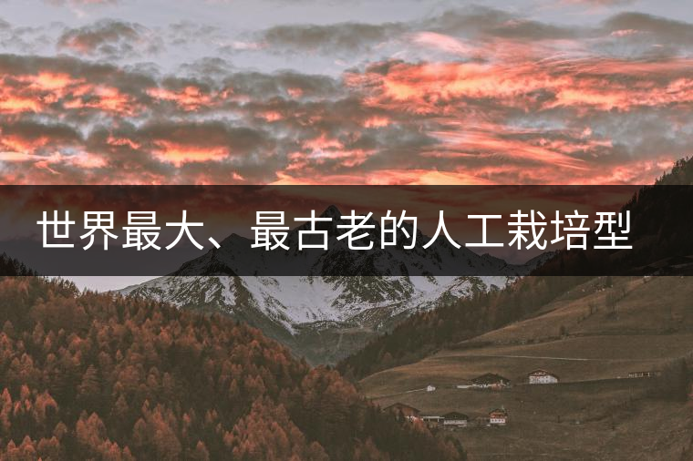 世界最大、最古老的人工栽培型的古茶樹——香竹箐茶祖