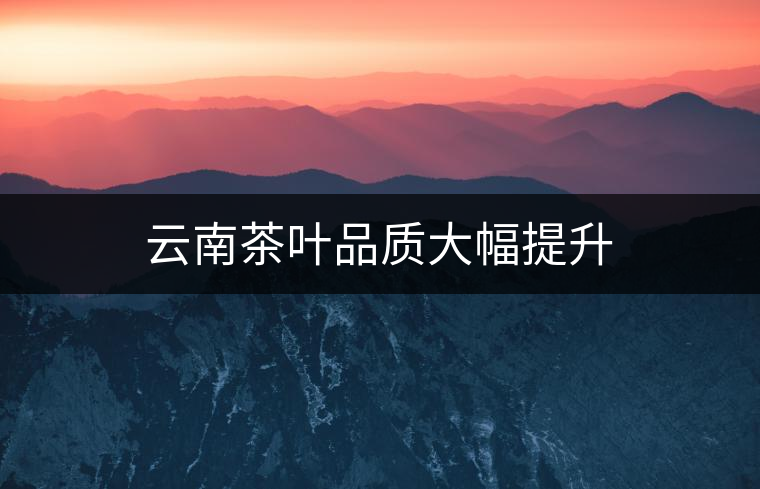 云南茶葉品質大幅提升