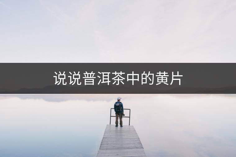 說(shuō)說(shuō)普洱茶中的黃片
