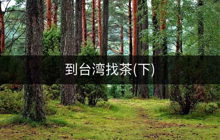到臺(tái)灣找茶(下)