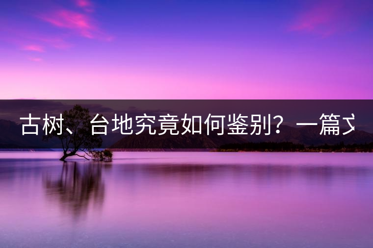 古樹、臺地究竟如何鑒別？一篇文章說透！