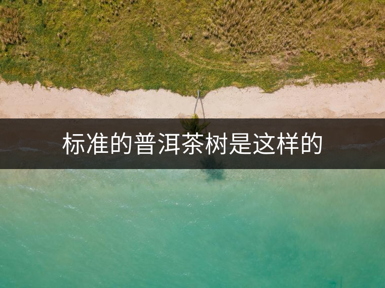 標(biāo)準(zhǔn)的普洱茶樹(shù)是這樣的 標(biāo)準(zhǔn)的普洱茶樹(shù)是這樣的