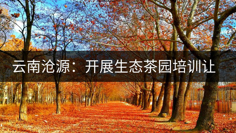 云南滄源:開展生態(tài)茶園培訓讓茶業(yè)增產(chǎn)增質 云南滄源:開展生態(tài)茶園培訓讓茶業(yè)增產(chǎn)增質
