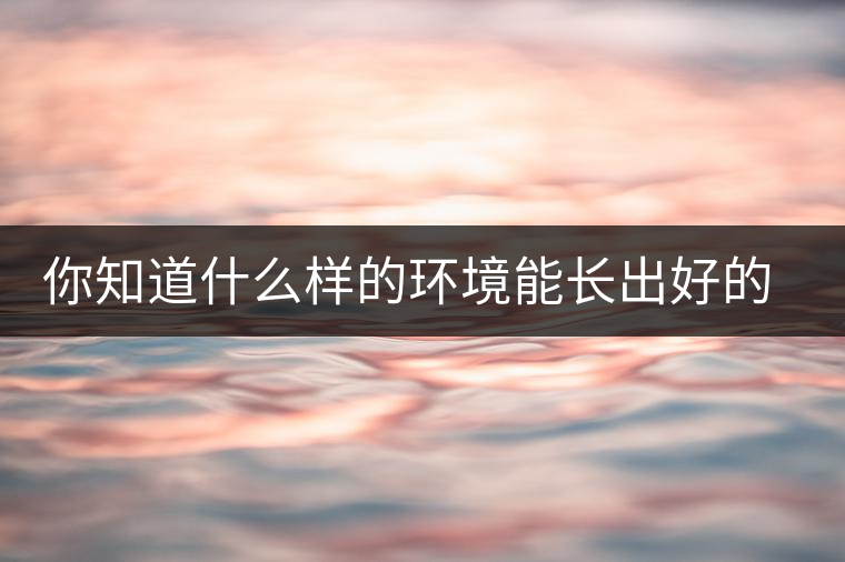 你知道什么樣的環(huán)境能長(zhǎng)出好的古樹普洱茶嗎？