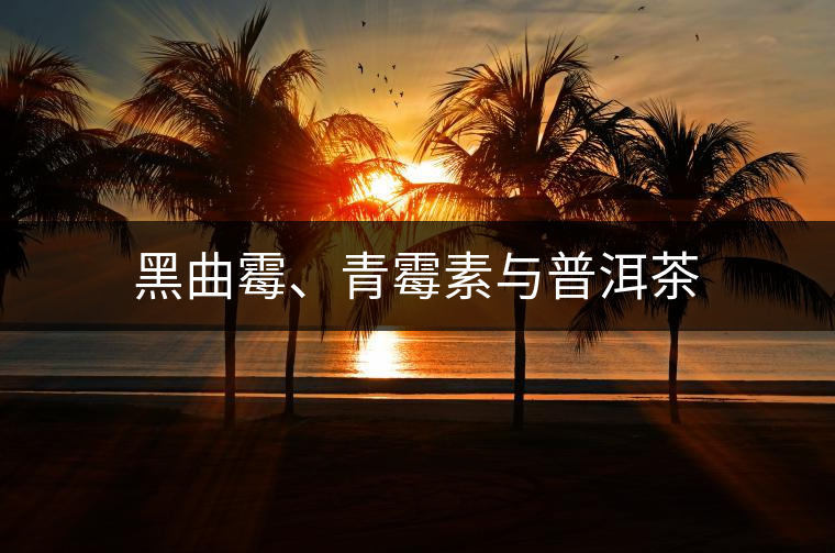 黑曲霉、青霉素與普洱茶