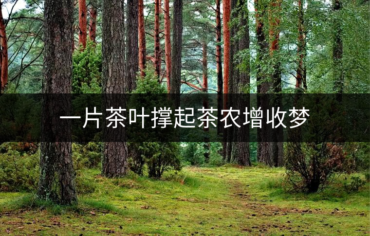 一片茶葉撐起茶農(nóng)增收夢