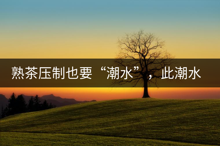 熟茶壓制也要“潮水”，此潮水的目的是什么？