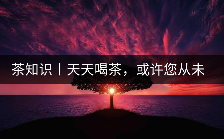 茶知識丨天天喝茶，或許您從未注意過茶樹花