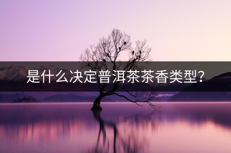 是什么決定普洱茶茶香類型？