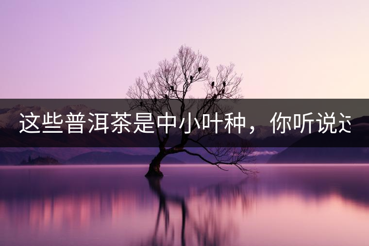 這些普洱茶是中小葉種，你聽(tīng)說(shuō)過(guò)嗎？