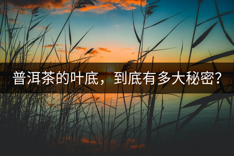 普洱茶的葉底，到底有多大秘密？