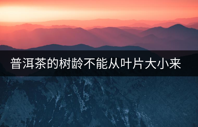 普洱茶的樹齡不能從葉片大小來(lái)判斷