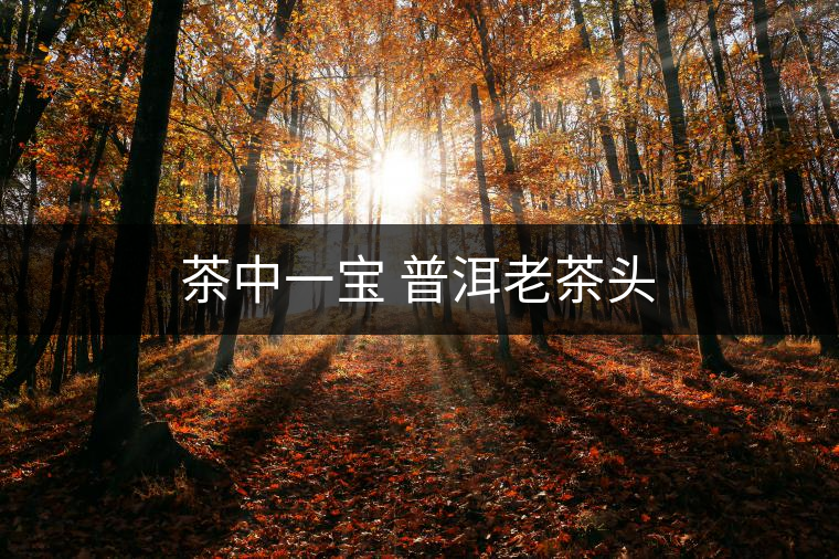 茶中一寶 普洱老茶頭 茶中一寶 普洱老茶頭