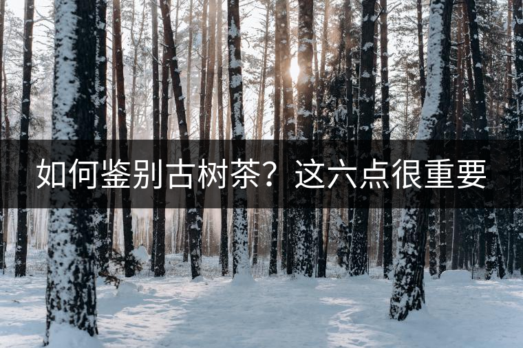 如何鑒別古樹(shù)茶？這六點(diǎn)很重要
