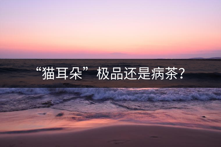 “貓耳朵”極品還是病茶？