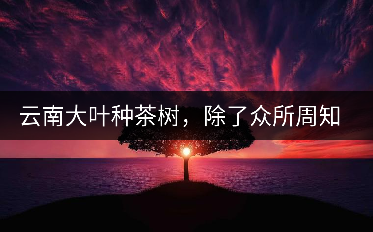 云南大葉種茶樹，除了眾所周知的“勐庫種”“勐海種”以外，還有那些品質(zhì)獨(dú)特的品種呢