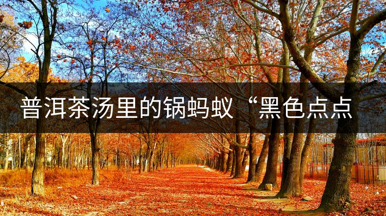 普洱茶湯里的鍋螞蟻“黑色點(diǎn)點(diǎn)”要如何處理，如何預(yù)防？