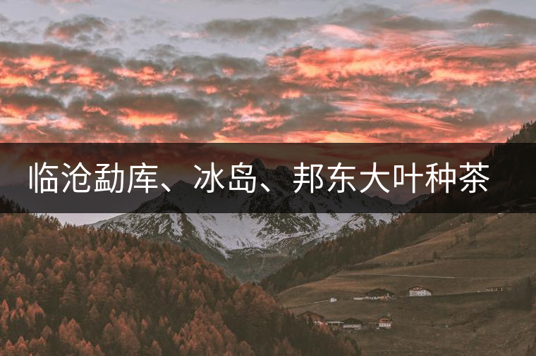 臨滄勐庫、冰島、邦東大葉種茶的解析