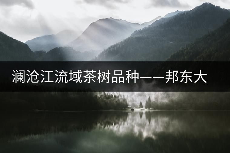 瀾滄江流域茶樹品種——邦東大葉茶 瀾滄江流域茶樹品種——邦東大葉茶