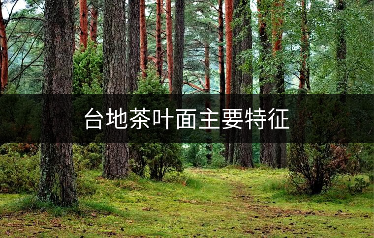 臺(tái)地茶葉面主要特征