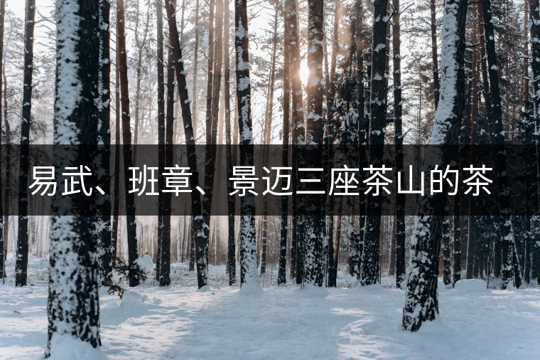 易武、班章、景邁三座茶山的茶比較