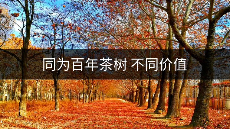 同為百年茶樹 不同價(jià)值