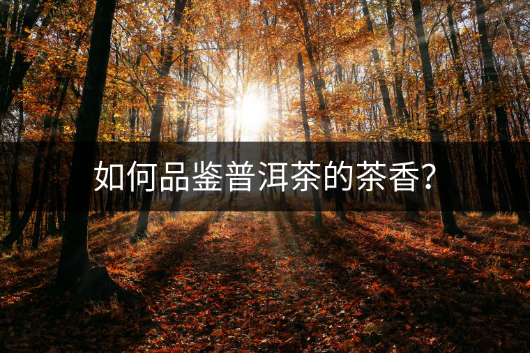 如何品鑒普洱茶的茶香？
