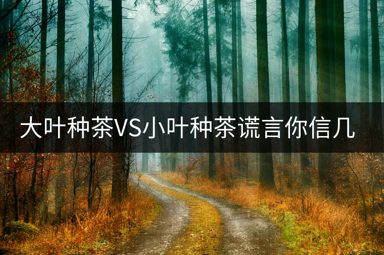 大葉種茶VS小葉種茶謊言你信幾個？