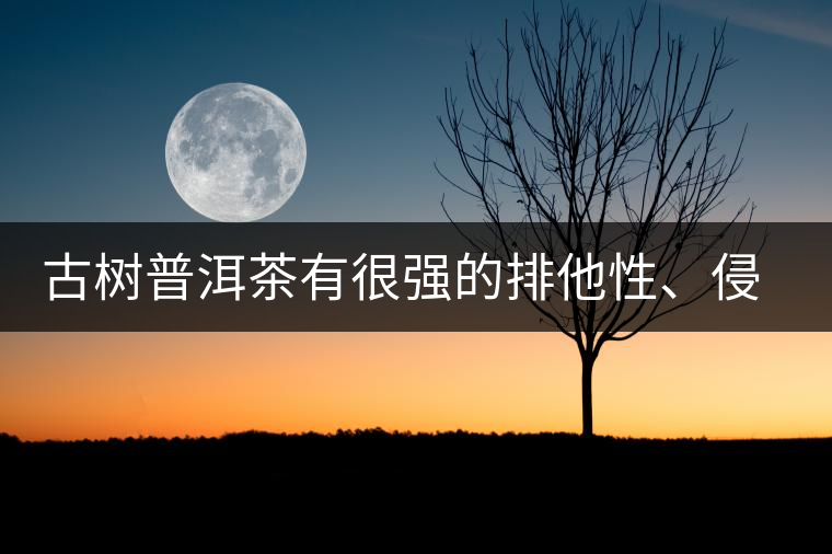古樹普洱茶有很強(qiáng)的排他性、侵略性、吸納性
