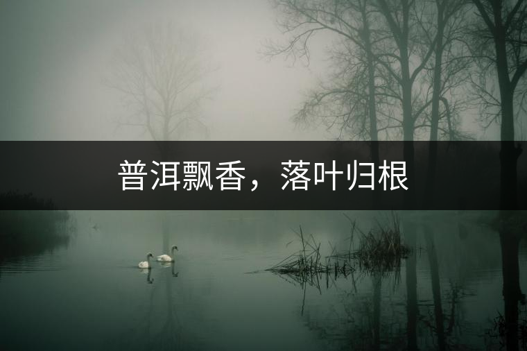 普洱飄香，落葉歸根