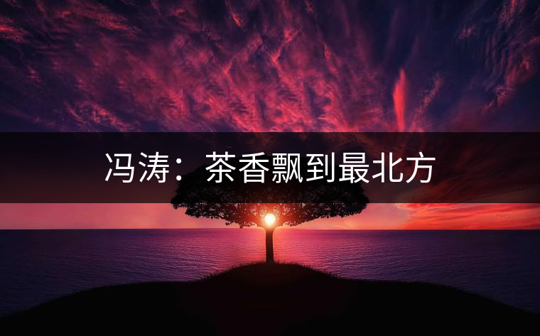 馮濤：茶香飄到最北方