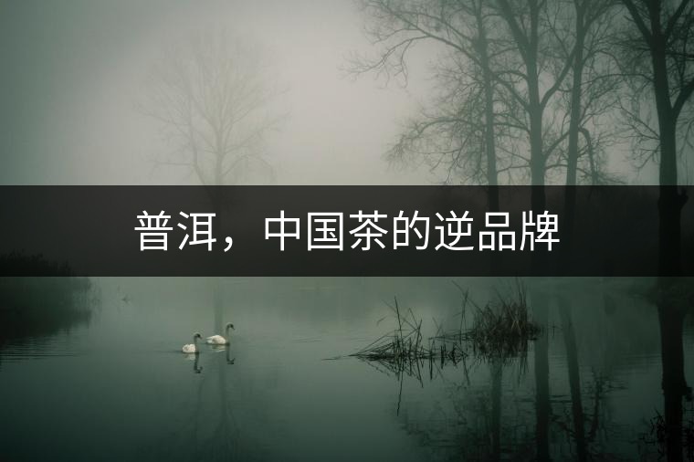 普洱，中國茶的逆品牌
