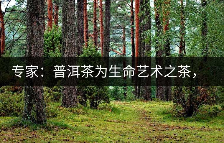 專家：普洱茶為生命藝術(shù)之茶，現(xiàn)低價時期可投資收茶