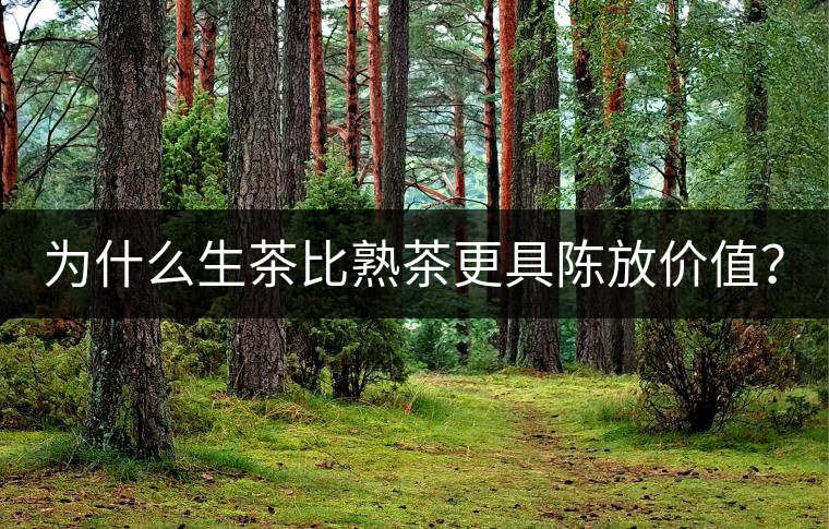 為什么生茶比熟茶更具陳放價值？