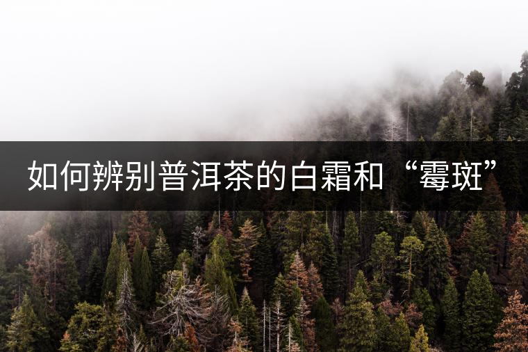 如何辨別普洱茶的白霜和“霉斑”？