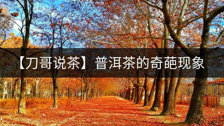 【刀哥說(shuō)茶】普洱茶的奇葩現(xiàn)象之——新茶比老茶貴！