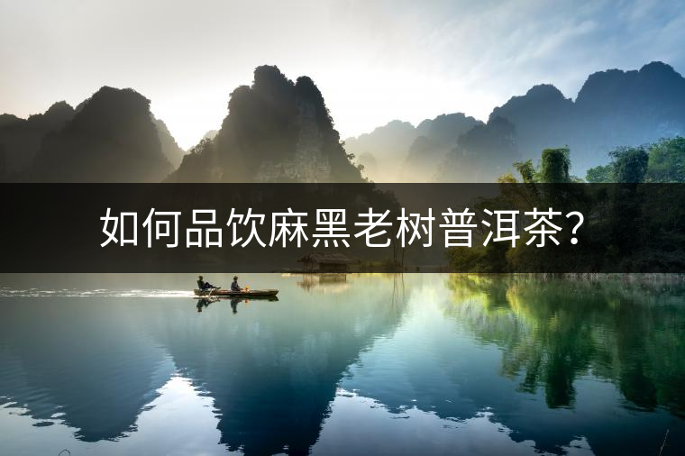 如何品飲麻黑老樹普洱茶？