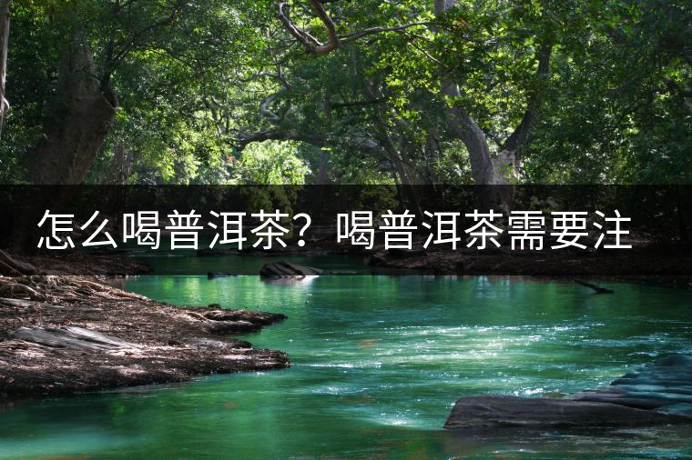 怎么喝普洱茶？喝普洱茶需要注意的要點