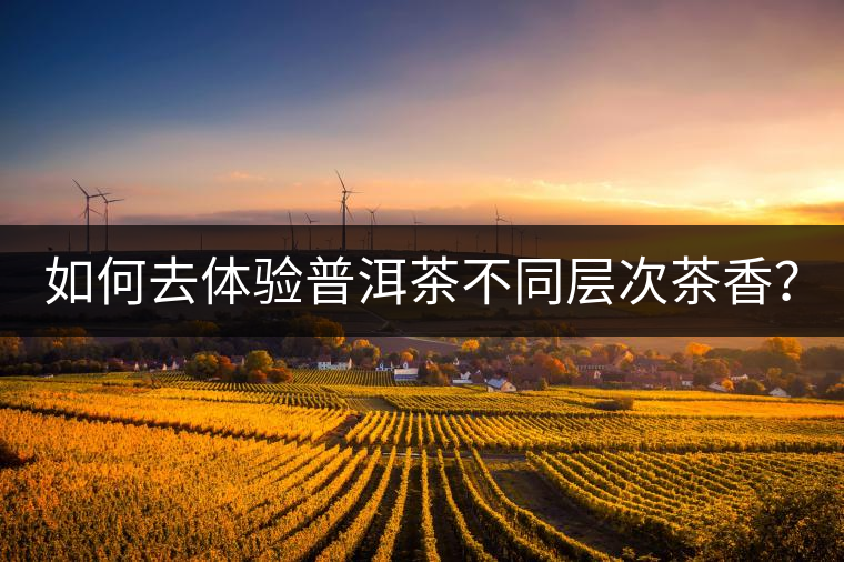 如何去體驗普洱茶不同層次茶香？