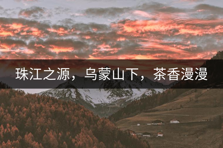 珠江之源，烏蒙山下，茶香漫漫