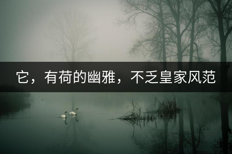 它，有荷的幽雅，不乏皇家風(fēng)范