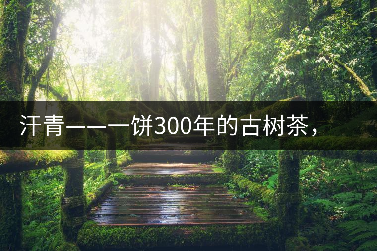 汗青——一餅300年的古樹茶，教您如何品鑒它的真諦