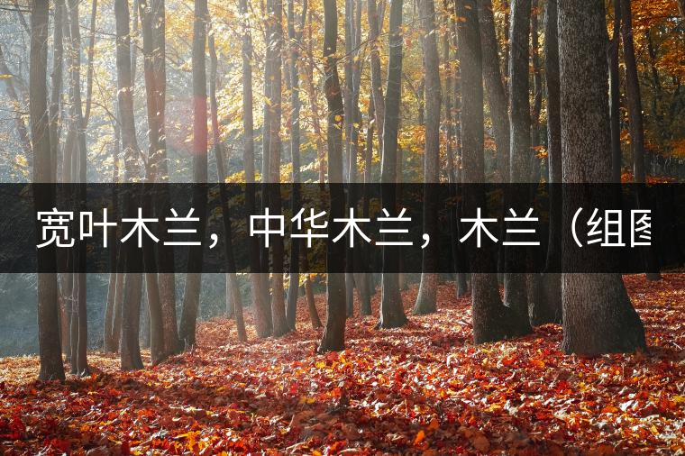 寬葉木蘭，中華木蘭，木蘭（組圖）