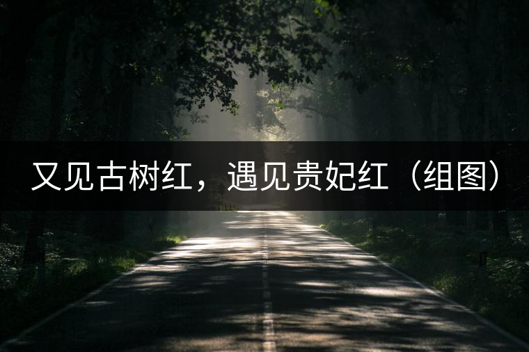 又見古樹紅，遇見貴妃紅（組圖）