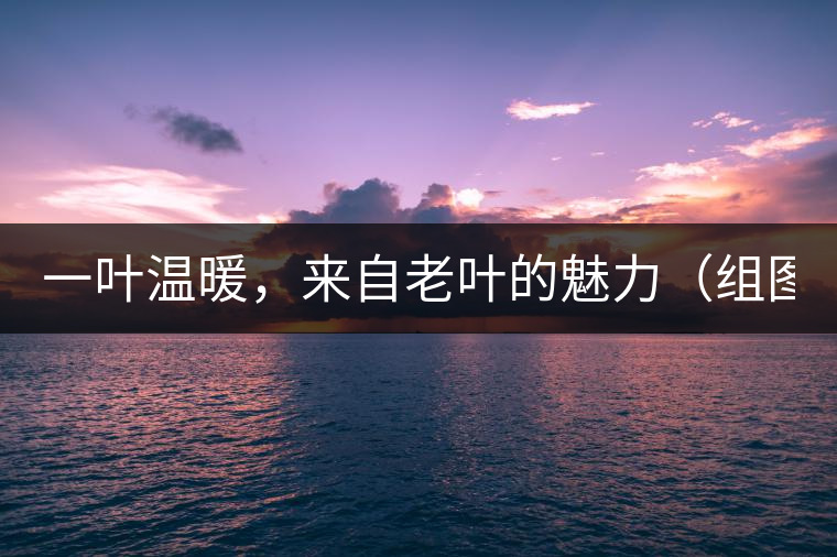 一葉溫暖，來(lái)自老葉的魅力（組圖）