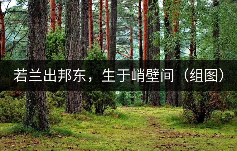 若蘭出邦東，生于峭壁間（組圖）