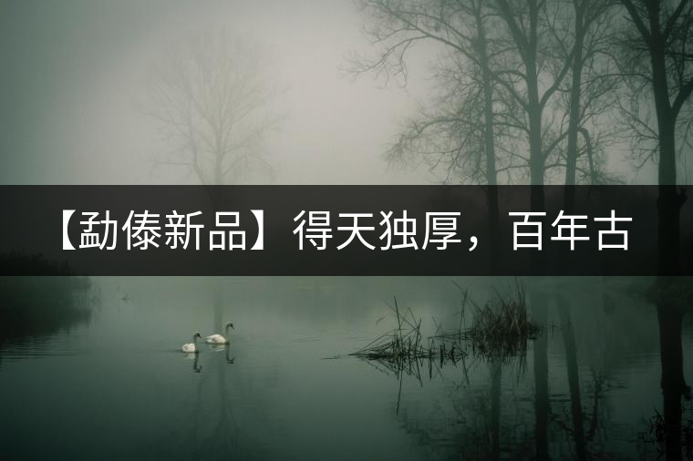 【勐傣新品】得天獨厚，百年古樹——磨烈古樹