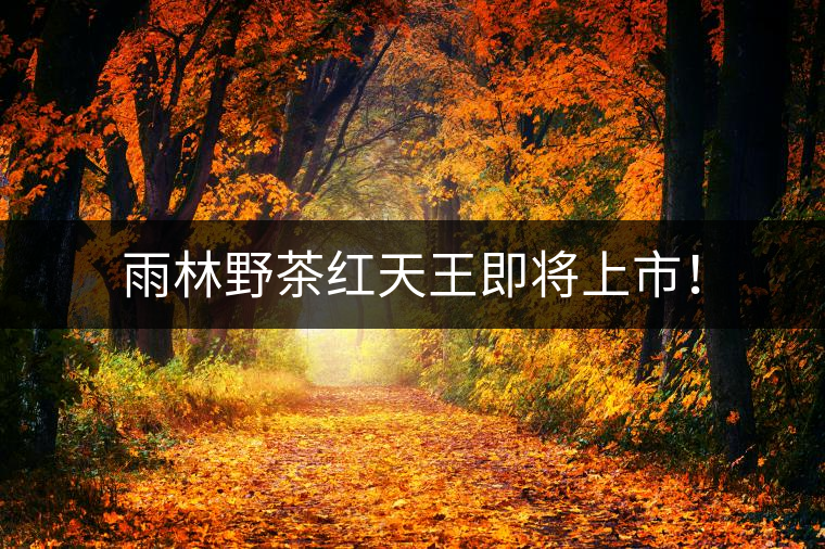 雨林野茶紅天王即將上市！