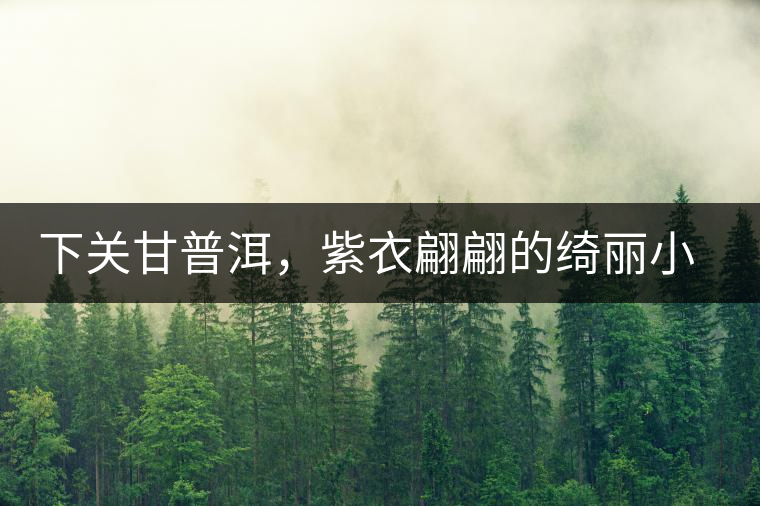 下關甘普洱，紫衣翩翩的綺麗小餅