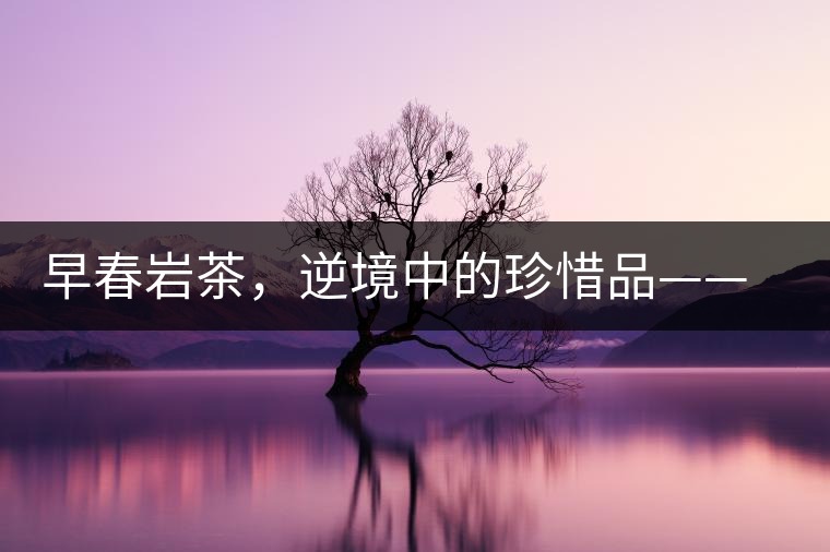 早春巖茶，逆境中的珍惜品——“邦東古樹茶”隆重上市